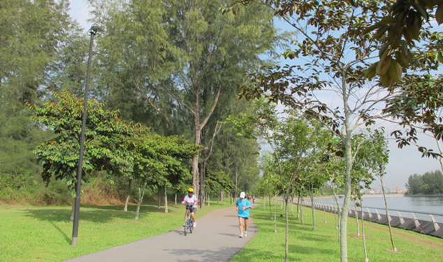 Casuarina trees lining the waterfront along the proposed Market Villageyour alt text here